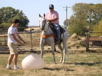 حصان, Quarter Horse — الصورة 8