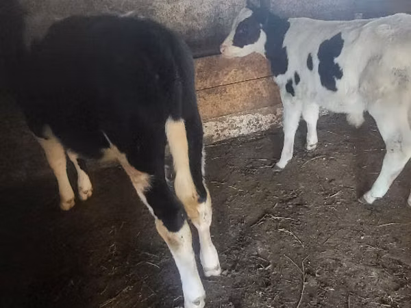 Bull, Russian Black pied cattle