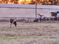 بقرة, Russian Black pied cattle — الصورة 1