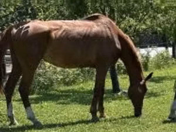 Hengst, Hungarian horse breed