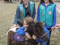 Horse (M), Miniature horse — photo 1