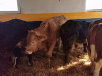 Bulle, Simmental cattle — Foto 5