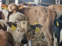 أبقار (دفعة، الجنس غير محدد), Simmental cattle — الصورة 4