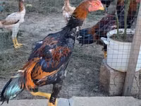 دجاج شمو — الصورة 2