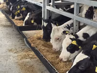 Toro, Simmental cattle — foto 2