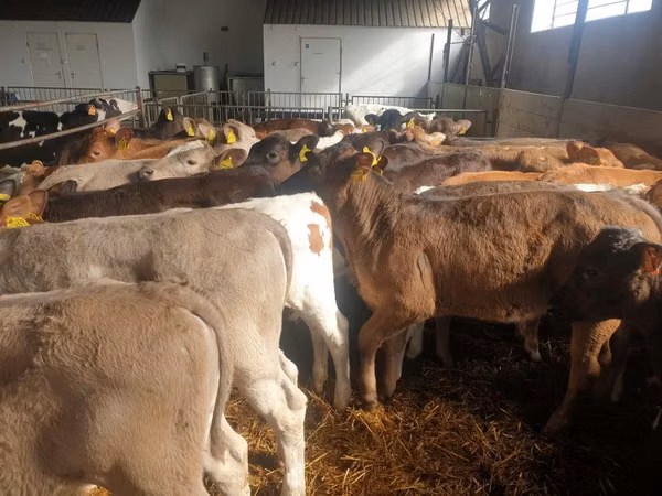 Cattle (batch, sex not specified), Cattle