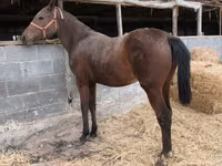 فرس, Thoroughbred horse — الصورة 5