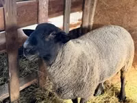 كبش, White Suffolk sheep — الصورة 1