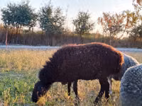 Carnero, Rhon sheep — foto 3