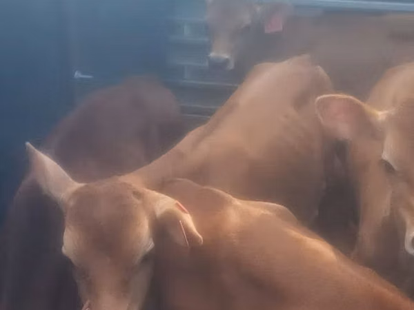 Bull, Cattle