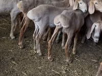 Schaf, Hissar sheep — Foto 3