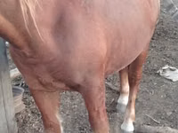 Horse (M), Russian Heavy Draft — photo 5