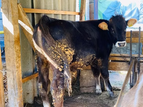 Bulle, Aberdeen-Angus