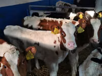Bulle, Simmental cattle — Foto 1