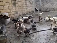 بكين ألماني — الصورة 3