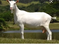 Ziegenbock, Saanen goat — Foto 4