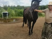 घोड़ी, Međimurje horse — फ़ोटो 1