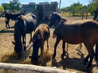 Mare, Horses — photo 3