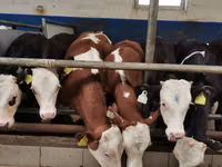Rinder (Partie, Geschlecht nicht angegeben), Simmental cattle — Foto 1