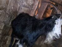 Cabra, Kamori goats — foto 2