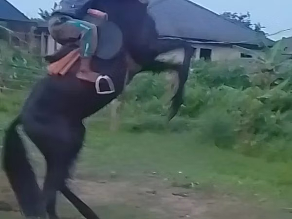 घोड़ा, Black Sea breed