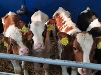Bulle, Simmental cattle — Foto 2