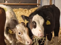 Cattle (batch, sex not specified), Simmental cattle — photo 5