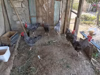 Chickens — الصورة 2