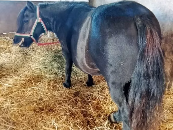Mare, American shetland pony