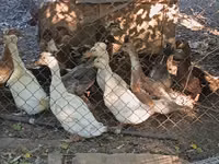 Crestado — foto 2