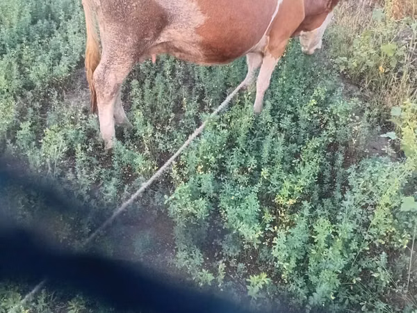 गाय, कास्ता गाय