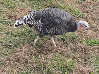 Blanca de pechuga ancha — foto 1