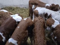 Bull, Simmental cattle — photo 3