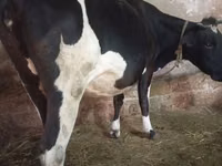 Cow, Russian Black pied cattle — photo 2