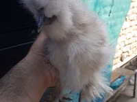 Chickens — الصورة 7