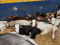 Bulle, Simmental cattle — Foto 5