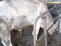 Bulle, Swiss cattle — Foto 5