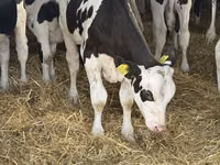 Bull, Russian Black pied cattle — photo 6