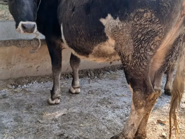 गाय, अलाताऊ नस्ल