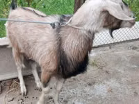 Ziege, Irish goat — Foto 2