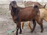 Cabra, Cabras — foto 1