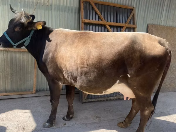 Kuh, Holstein-Rasse