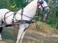 Caballo, Caballos — foto 2