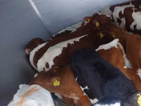 Bull, Simmental cattle — photo 3