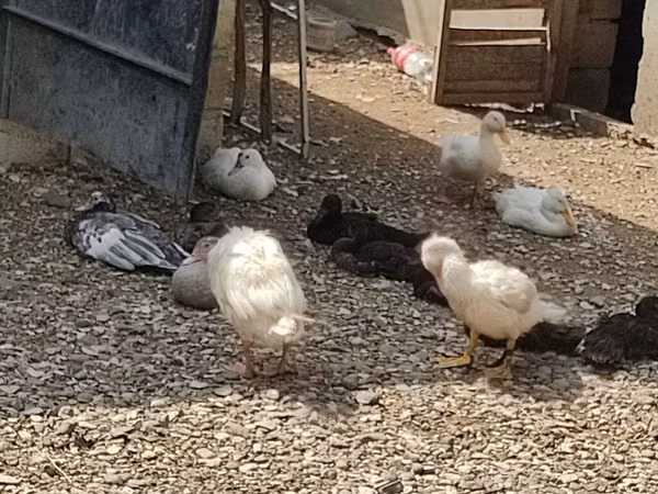 Chickens