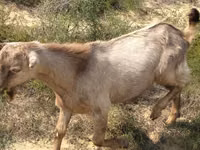 Cabro, Cabras — foto 3