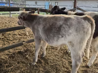 Bovinos (lote, sexo no especificado), Azul Belga — foto 7