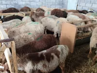 Schaf, Beulah Speckled face sheep — Foto 3