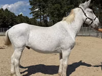 حصان, Mule — الصورة 1