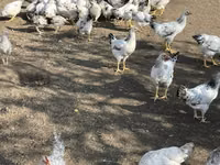 ससेक्स — फ़ोटो 2